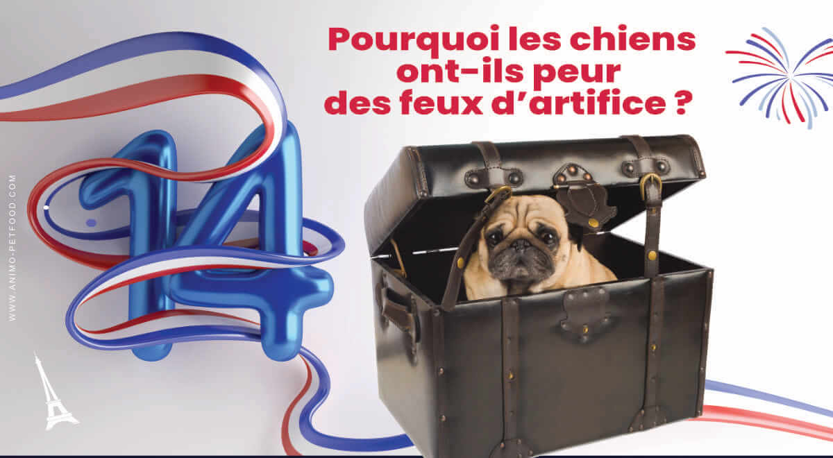 pourquoi-les-chiens-ont-ils-peur-des-feux-dartifice